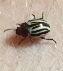 Zygogramma suturalis