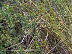 Micrantheum serpentinum