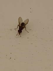 Diptera