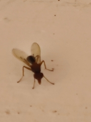Diptera
