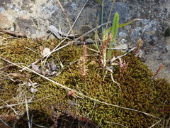 Plantago gaudichaudii