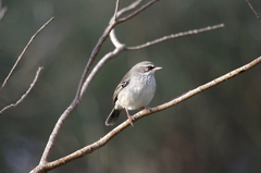 Sericornis maculatus
