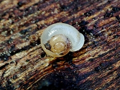 Vallonia pulchella