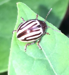 Zygogramma suturalis