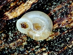 Vallonia pulchella