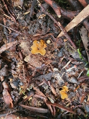 Phaeohelotium baileyanum
