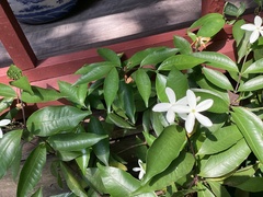 Jasminum multiflorum