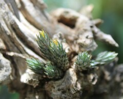 Tillandsia minutiflora
