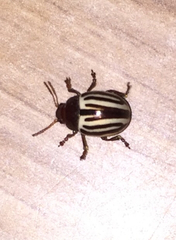 Zygogramma suturalis