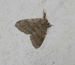 Epirrita dilutata