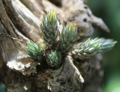 Tillandsia minutiflora