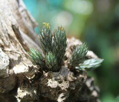 Tillandsia minutiflora