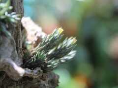 Tillandsia minutiflora