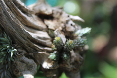 Tillandsia minutiflora