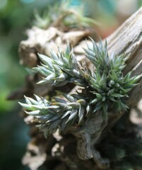 Tillandsia aizoides