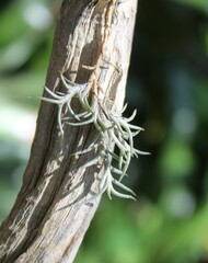 Tillandsia virescens