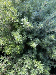 Thymus vulgaris