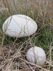Agaricus campestris