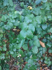 Symphoricarpos albus