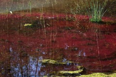 Haematococcus lacustris