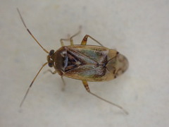 Pinalitus cervinus