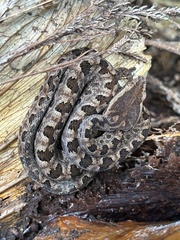 Protobothrops mucrosquamatus