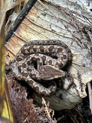Protobothrops mucrosquamatus