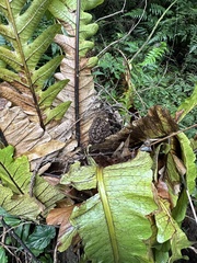 Protobothrops mucrosquamatus