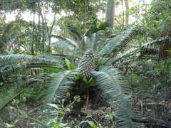 Lepidozamia peroffskyana
