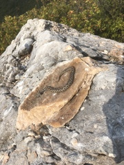 Vipera ammodytes