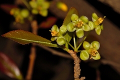 Ochna puberula