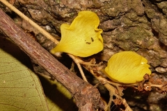 Ochna puberula