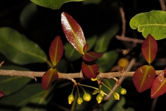 Ochna puberula