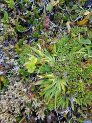 Tofieldia coccinea
