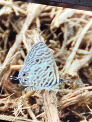 Leptotes