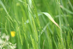 Cynosurus cristatus