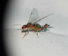 Iridomyrmex pallidus