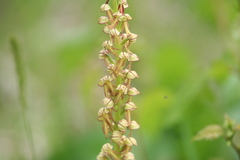 Orchis anthropophora