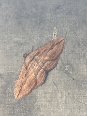Austrocidaria