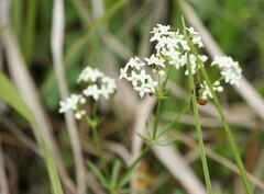 Galium pumilum