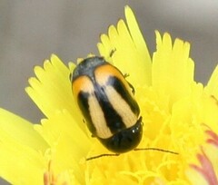 Cryptocephalus vittatus