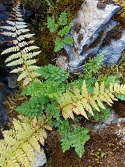 Cryptogramma sitchensis