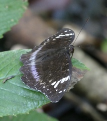 Lexias aeetes