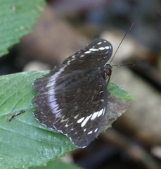 Lexias aeetes