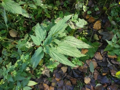 Urtica dioica
