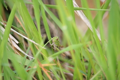 Stenobothrus lineatus