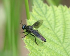 Dioctria atricapilla