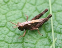 Omocestus