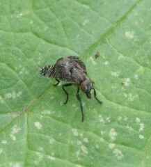 Platystoma