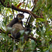 Black-shanked Douc Langur - Photo (c) Martin Walsh, some rights reserved (CC BY-NC-ND), uploaded by Martin Walsh